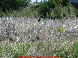 PHOTO of an Edmonton British Columbia septic field in a low wet area, close to a small lake, and with trees in the field area - all bad ideas - (C) Daniel Friedman