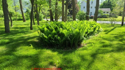Fern garden planted over the septic drainfield (C) Daniel Friedman Amenia NY