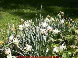 Photo of flower planting over a septic tank cover.