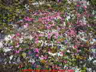 Photograph of Icelandic ground cover north of the artic circle