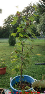 Red maple being planted near septic system (C) InspectApedia.com reader