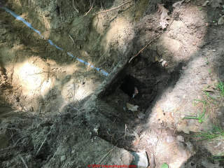 Root-clogged septic line (C) InspectApedia.com Carrie