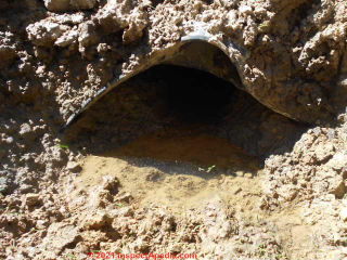 Signs of septic system failure: improper original installation (C) InspectApedia.com Prestwood Don