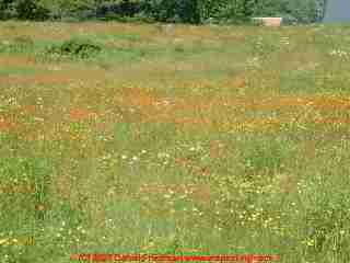 Photograph of Vermont wildflowers