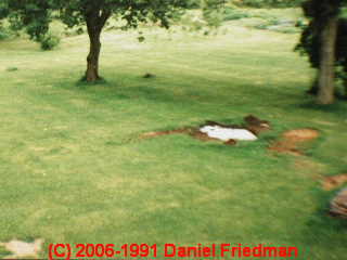 Septic drainfield failuire © D Friedman at InspectApedia.com 