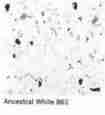 Vinyl asbestos floor tile identification photo U.S. Library of Congress