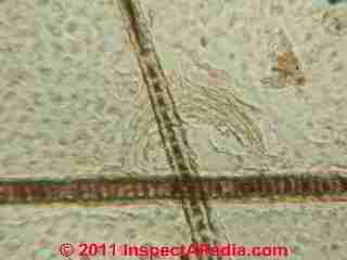 Cat dander in the microscope © D Friedman at InspectApedia.com 