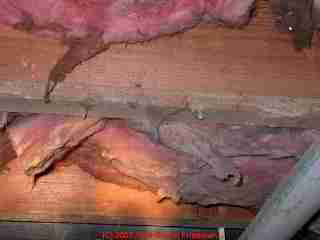 Photograph of crawl space insulation which testing found to be mold contaminated.