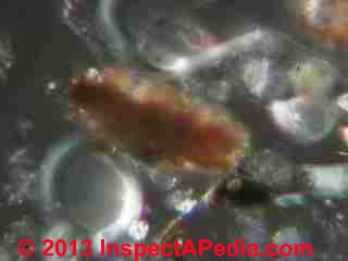 House dust particles - insect fecal debris (C) InspectApedia