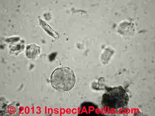 House dust particles - pollen (C) InspectApedia