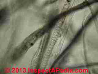 House dust particles - rodent hair & other fibers (C) InspectApedia