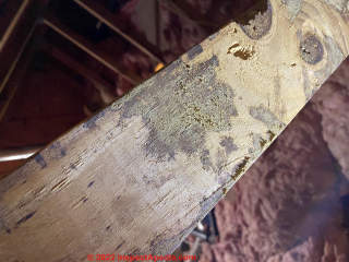 Rafter with Multiple Colors of Potential Mold (C) Inspectapedia Taz