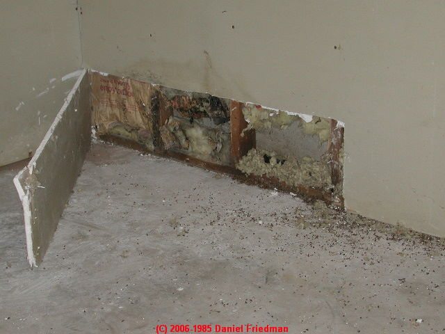 mold behind toxic hidden drywall damage test basement building flood cut walls does water ceiling dry wet mildew cavity under