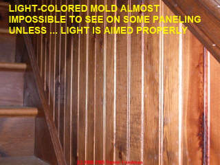 direct lighting hides problematic light colored mold colony on this wainscot paneling