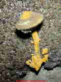 Photograph: fungus and mold growing on dirt at a crawl space concrete block wall - © Daniel Friedman