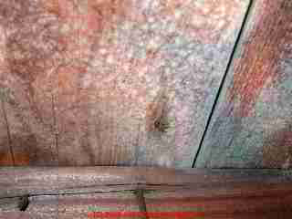 Photograph: toxic mold on pine tongue and groove roof sheathing - © Daniel Friedman