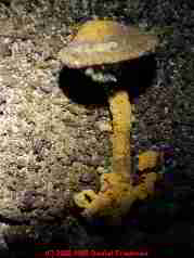 Yellow mushroom growing out of a concrete basement wall (C) Daniel Friedman