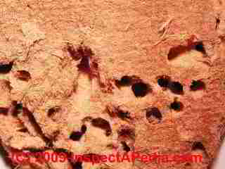 Moldy Homasote insulating board sheathing © Daniel Friedman at InspectApedia.com