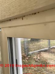 Carpenter ant frass over a window (C) InspectApedia.com Rose