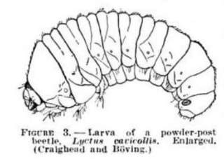 Powder post beetle larva details - Snyder 1938, cited & discussed at InspectApedia.com