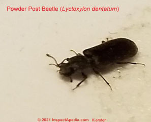 Powder post beetle identication photos Lyctoxylon dentatum (C) InspectApedia.com Kiersten 