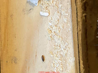 Evidence of old house borers or powder post beetle extensive infestation (C) InspectApedia.com Megan