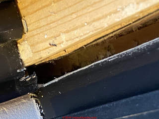 Evidence of old house borers or powder post beetle extensive infestation (C) InspectApedia.com Megan