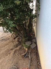 Tree roots might cause heaving and cracks in a block foundation wall (C) InspectApedia.com Casseybug