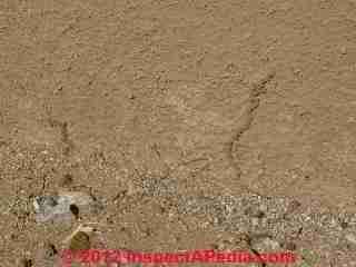 Arizona termites exposed in sunlight (C) D Friedman M Gieseke