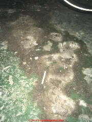 Gray & brown fluffy growth on a  basement slab: mold or effloresence following sewage backup and wet conditions (C) InspectApedia.com  AS