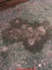 Gray & brown fluffy growth on a  basement slab: mold or effloresence following sewage backup and wet conditions (C) InspectApedia.com  AS