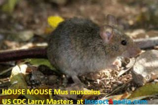 House mouse Mus musculus, US CDC Larry Masters cited & discussed at InspectApedia.com