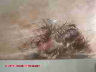 Brown hairy mold on bathroom floor (C) GP DF