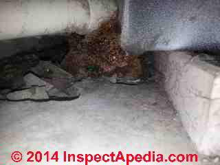 Indoor fungal growth at foundation & on PVC piping (C) InspectApedia