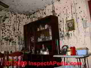 Mold catastrophe in unattended home (C) Daniel Friedman