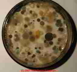 Photograph of a mold culture dish with several genera/species collected in a home.