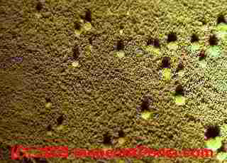 Photograph of light yellow mold found on oriented strand wood sheathing in a wet basement.