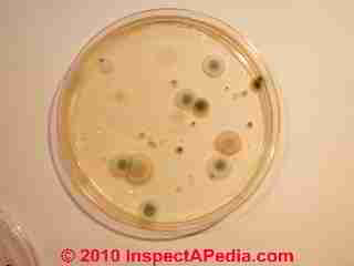 Mold petri dish (C) Daniel Friedman