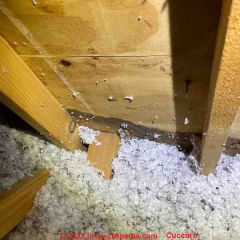  Mold stains on attic plywood mean need to investigate further (C) InspectApedia.com CJ