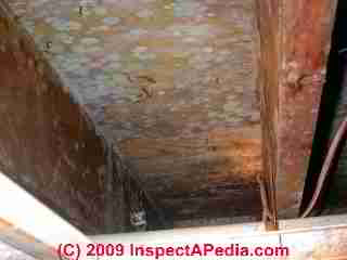 Moldy subfloor and joists may suggest additional hidden trapped mold contamination - © Daniel Friedman