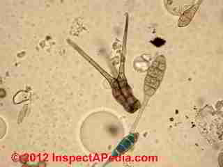 Tetraploa mold photo © D Friedman at InspectApedia.com 