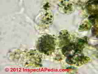 Trichoderma in mite fecals at 100x © D Friedman at InspectApedia.com 