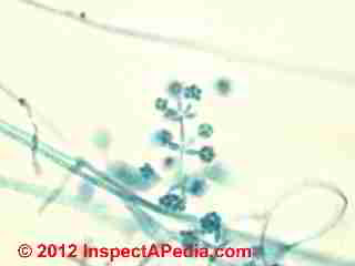 Verticillium mold photo © D Friedman at InspectApedia.com 
