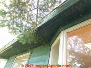 Trim off this branch to help keep pests out of the roof cavity (C) Daniel Friedman