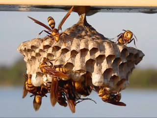 Paper wasp nest from Wikipedia cited & discussed at InspectApedia.com 