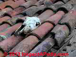 Clay tile roof, Xotolar, Guanajuato, Mexico (C) Daniel Friedman