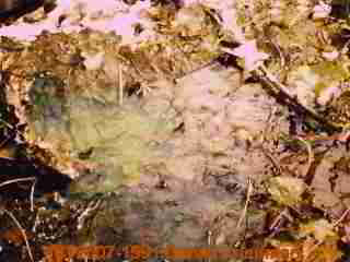 Photograph of faded green septic dye.