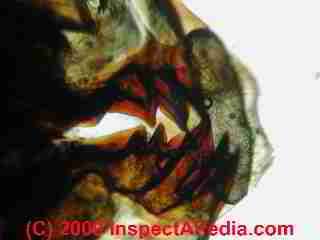 Cockroach mouth parts © D Friedman at InspectApedia.com 