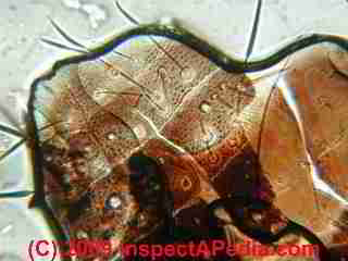 Cockroach carapace and hair parts (C) Daniel Friedman