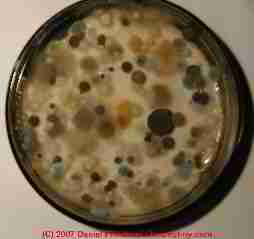 Photograph of a mold test culture plate with active fungal growth